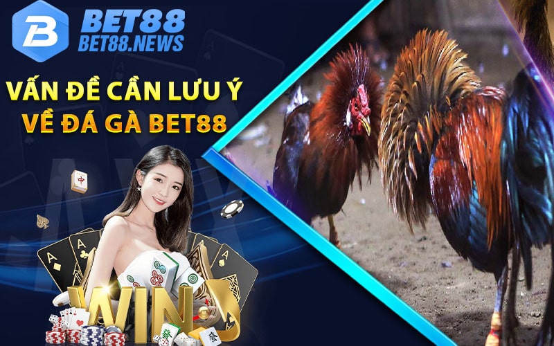 Một số điều cần lưu ý khi chơi đá gà bet88 